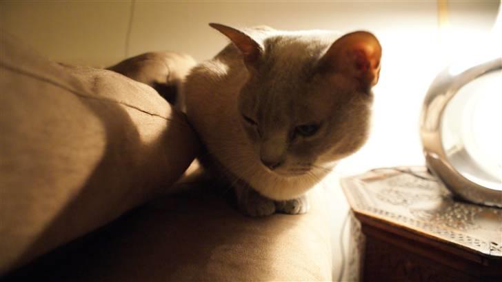 Burmeser Cleopatra billede 5