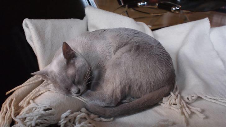 Burmeser Cleopatra - Her tager Cleo sig en lille lur efter det hårde slid med julepynten billede 6