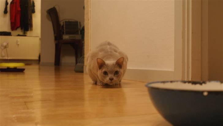 Burmeser Cleopatra - klar til at springe på skålen :) billede 7