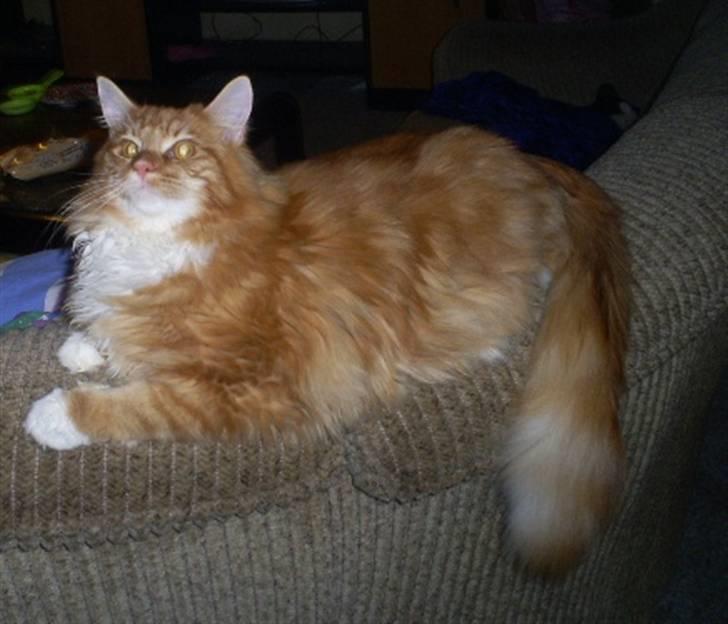 Maine Coon Goliath-Carlos  billede 6