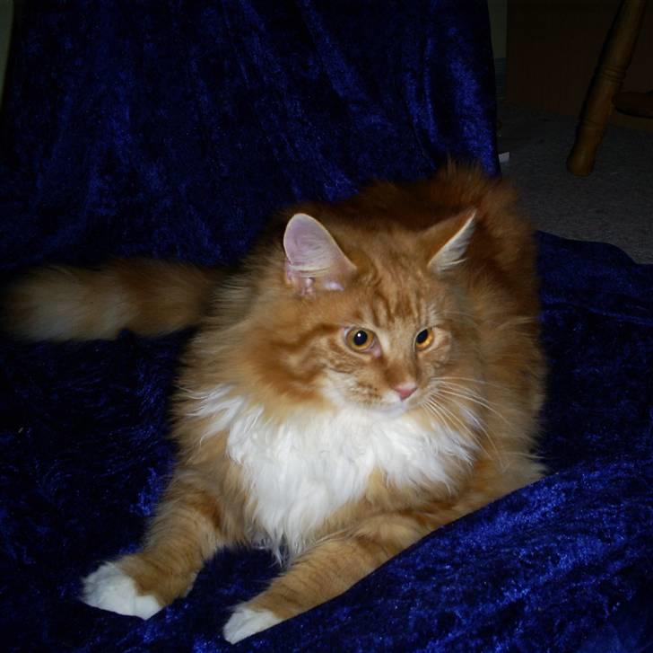 Maine Coon Goliath-Carlos  billede 7