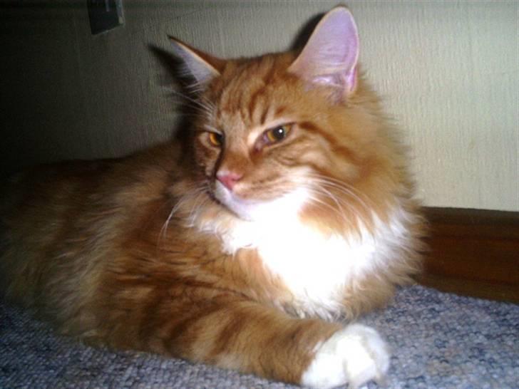 Maine Coon Goliath-Carlos  billede 8