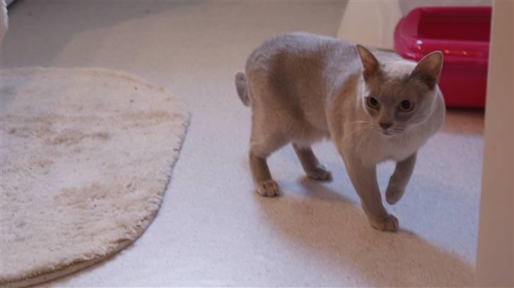 Burmeser Cleopatra - Her kan man rigtig se hendes smukke øjne billede 8