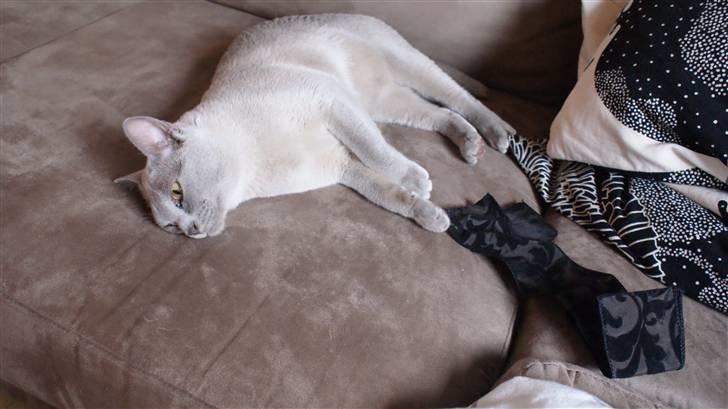 Burmeser Cleopatra - En rigtig kæle-mis! billede 9