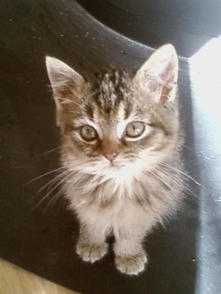 Huskat Lynia<3 R.I.P. :'( billede 1