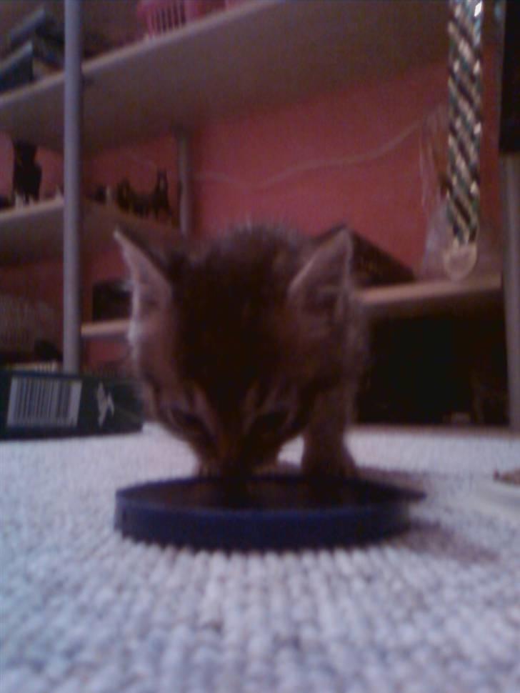 Huskat Lynia<3 R.I.P. :'( billede 2