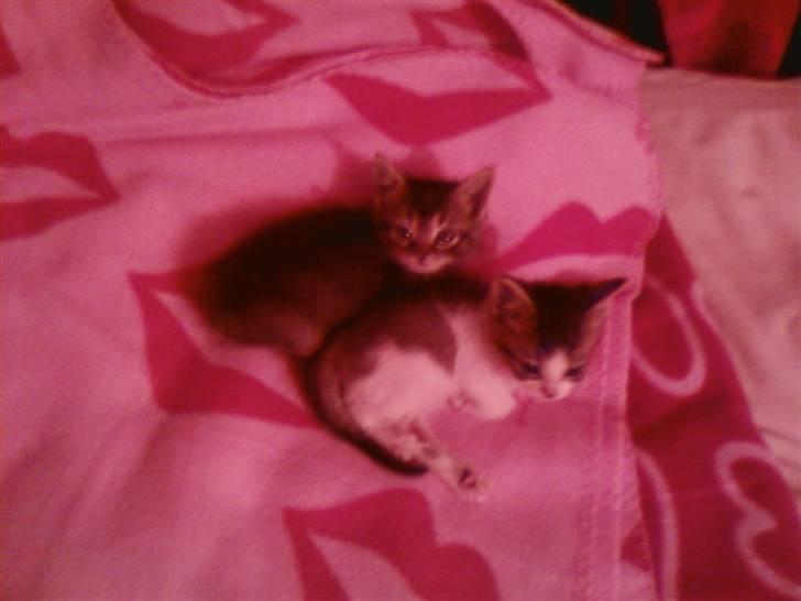 Huskat Lynia<3 R.I.P. :'( billede 3