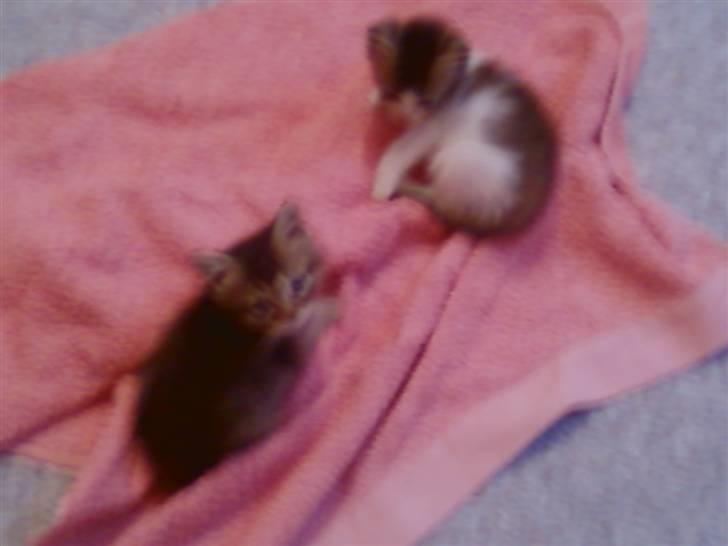 Huskat Lynia<3 R.I.P. :'( billede 4