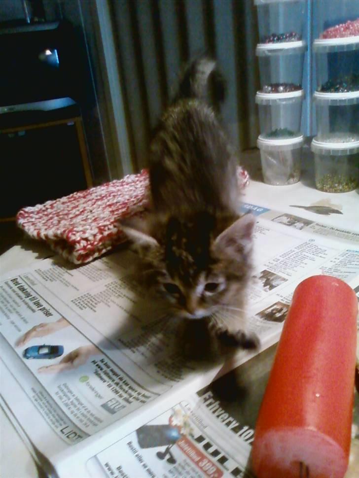 Huskat Lynia<3 R.I.P. :'( billede 5