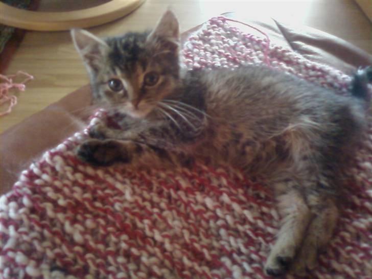 Huskat Lynia<3 R.I.P. :'( billede 6