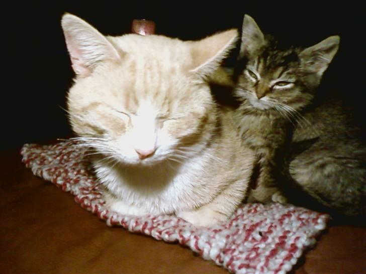 Huskat Lynia<3 R.I.P. :'( billede 7