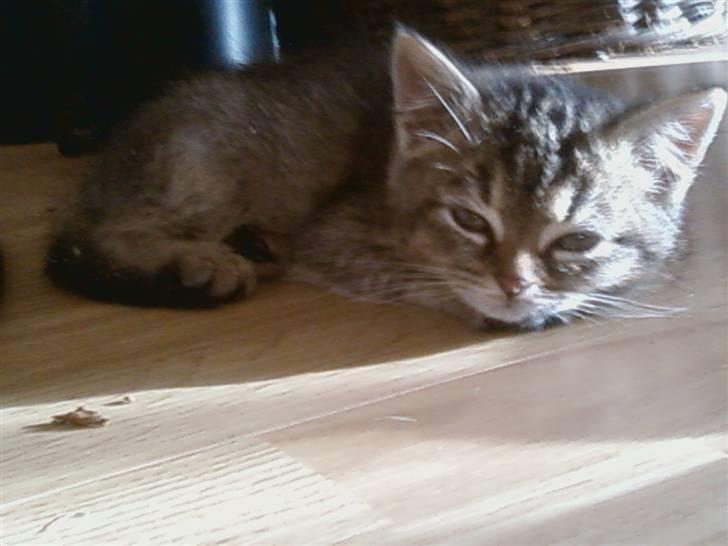 Huskat Lynia<3 R.I.P. :'( billede 8