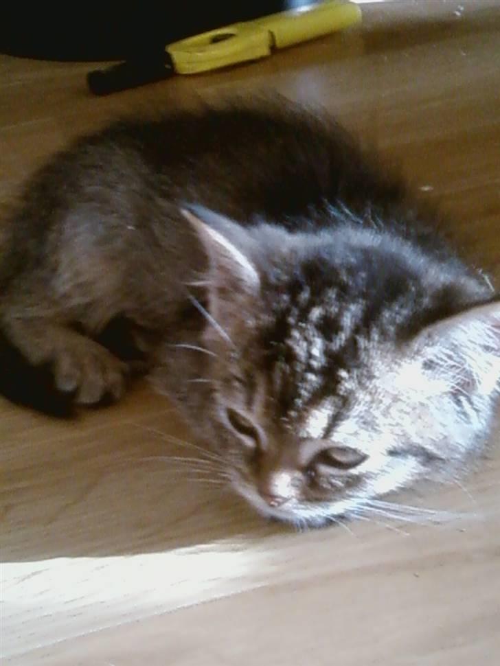 Huskat Lynia<3 R.I.P. :'( billede 9