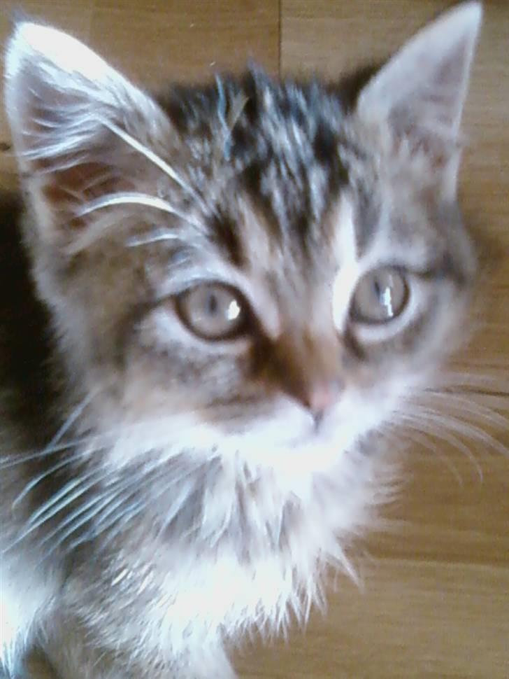 Huskat Lynia<3 R.I.P. :'( billede 10