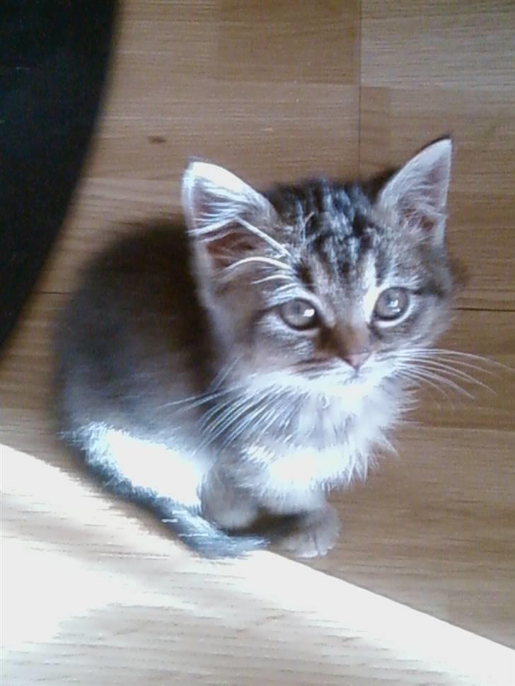 Huskat Lynia<3 R.I.P. :'( billede 11