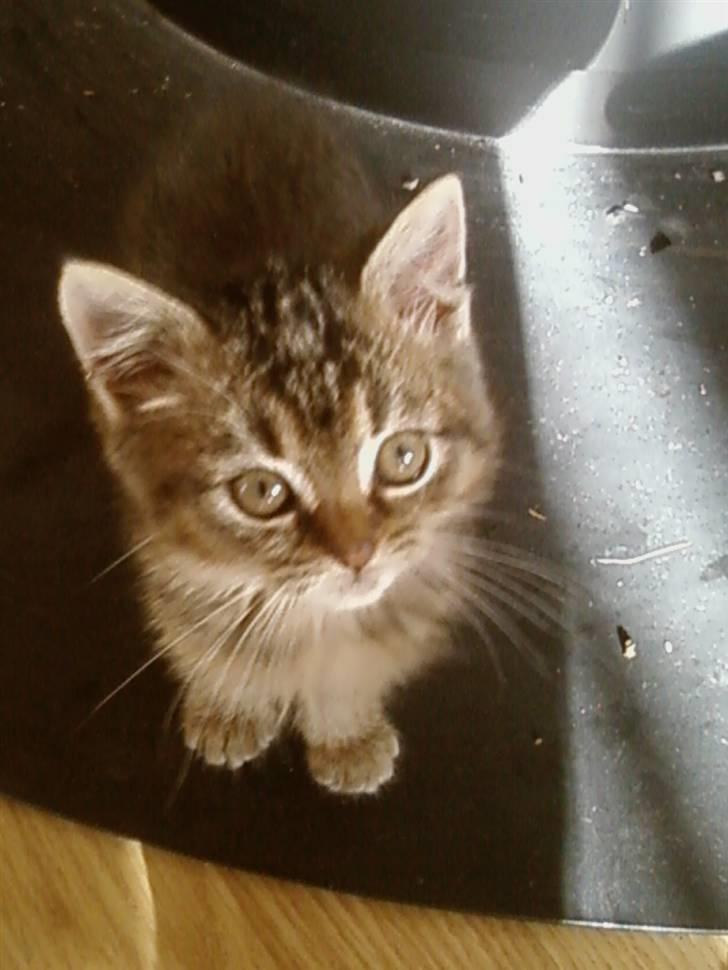 Huskat Lynia<3 R.I.P. :'( billede 12