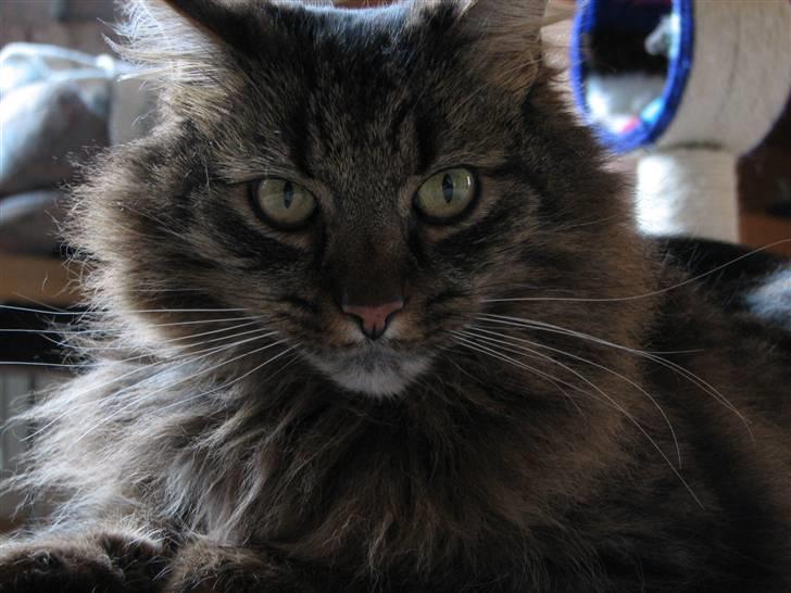 Blanding af racer Hampus - Her er jeg Kattenes konge billede 1