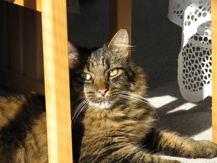 Blanding af racer Hampus - hvem nyder ikke solen billede 2