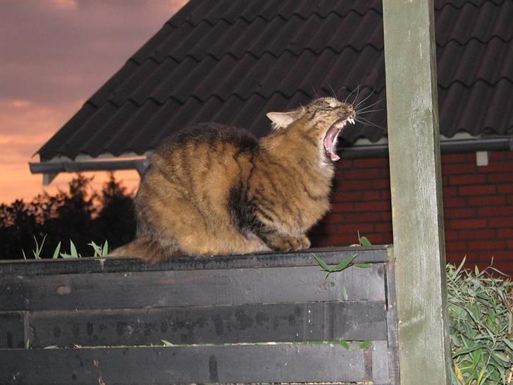 Blanding af racer Hampus - Så er det jagttid billede 3