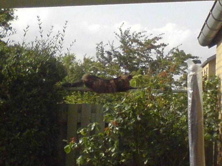 Blanding af racer Hampus - Man har overblik billede 4