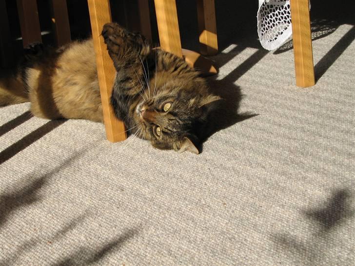 Blanding af racer Hampus - Flyt det kamera, jeg sover billede 5