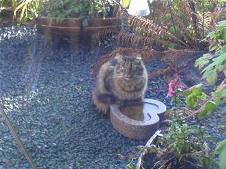 Blanding af racer Hampus - Fuglebadet er vundet billede 6