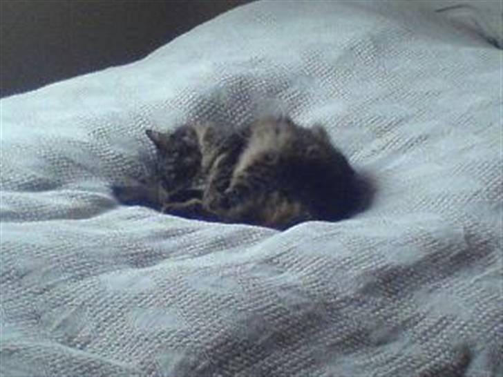 Blanding af racer Hampus - Mors seng er det bedste billede 7