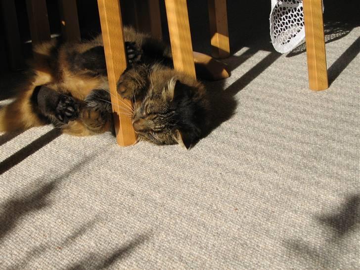 Blanding af racer Hampus - sover stadig billede 8