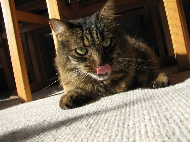 Blanding af racer Hampus - var der en der sagde rejer billede 9