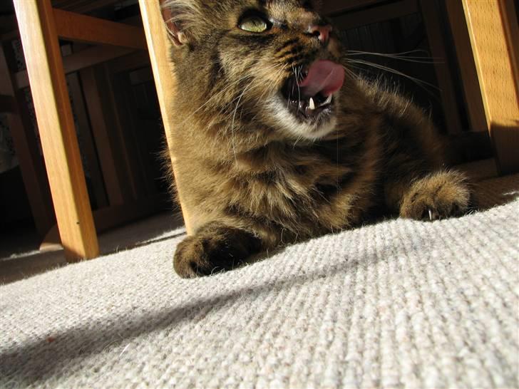 Blanding af racer Hampus - Uhm de smager billede 10