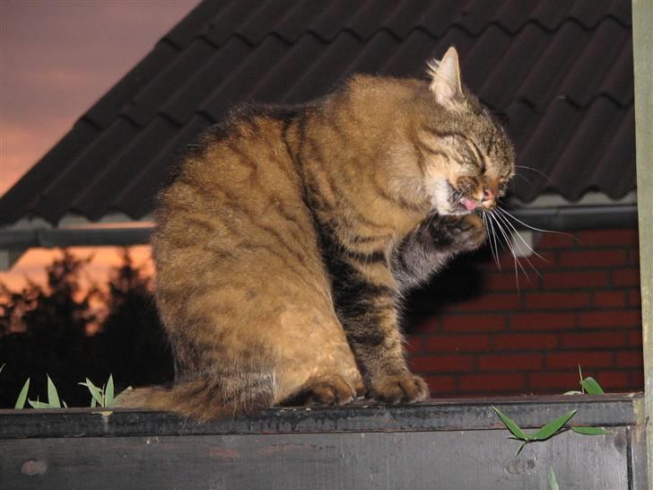 Blanding af racer Hampus - skal jo smukkesres lidt billede 11