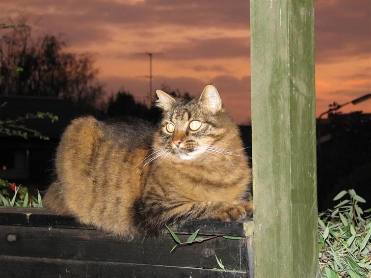 Blanding af racer Hampus - Ja jeg er da flot billede 12