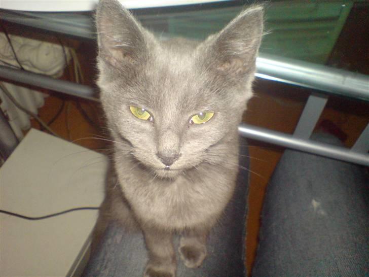 Blanding af racer Ninja/Lilleskid billede 3