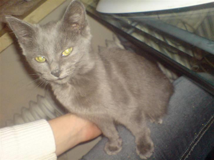 Blanding af racer Ninja/Lilleskid billede 4