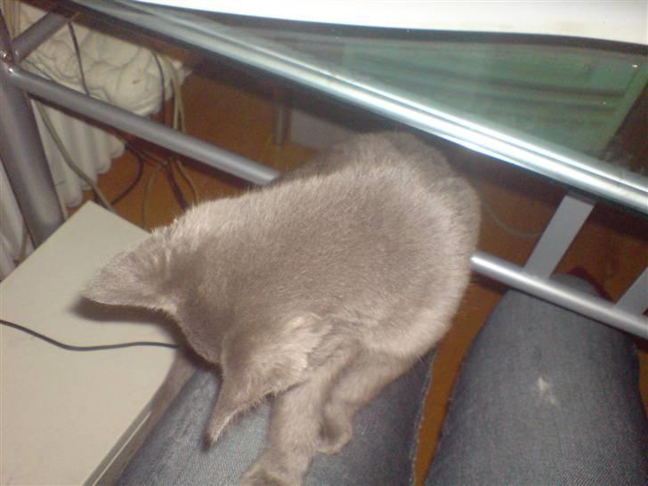 Blanding af racer Ninja/Lilleskid billede 5