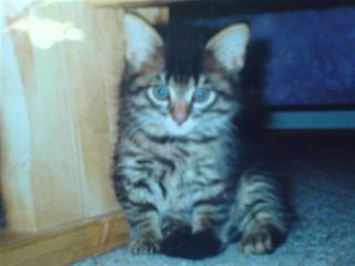 Blanding af racer Hampus - her er jeg som baby billede 13