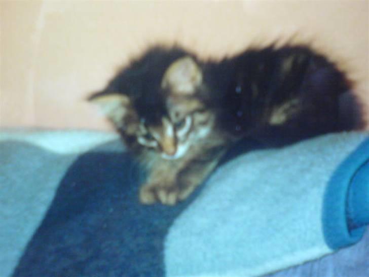 Blanding af racer Hampus - jeg var bare dejlig billede 14