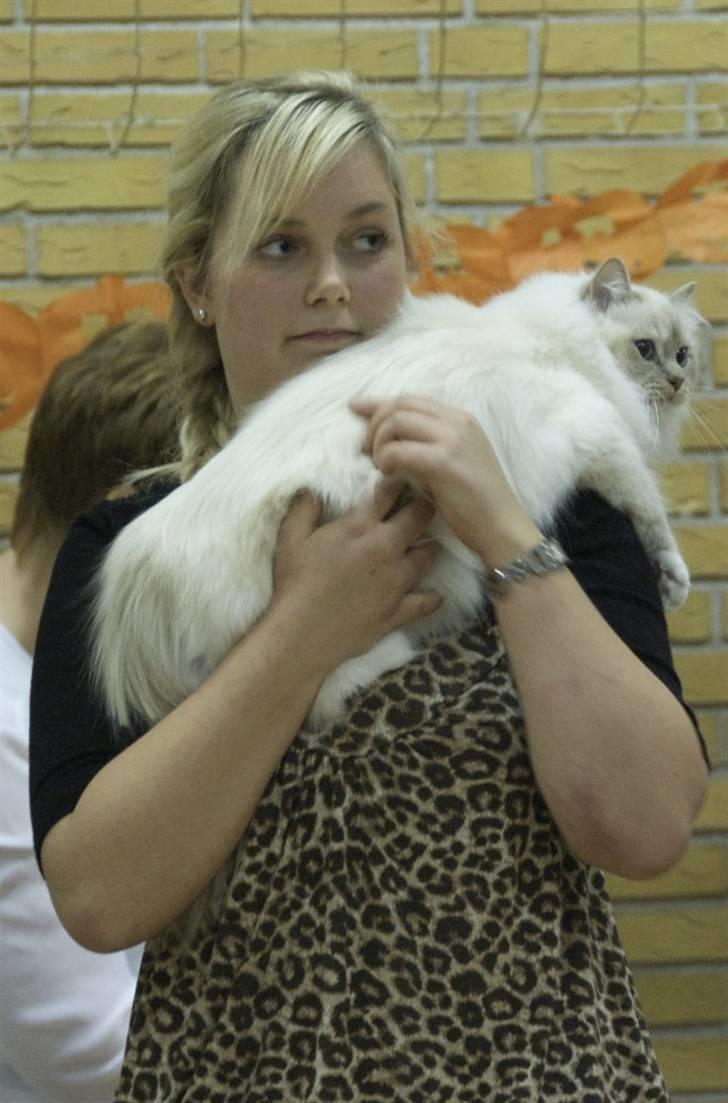 Hellig Birma DeLaCour's Blanchefleur - *NYT* Fleur på Show i Årslev 18-09-2009, sammen med mor. Dette billede er ikke sæærlig godt, men afspejler i den grad hendes temperament. billede 16