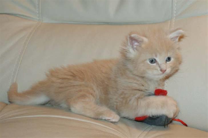 Maine Coon Dreamer (solgt) billede 1