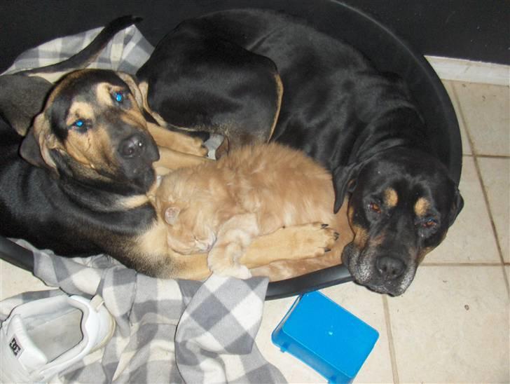 Maine Coon Dreamer (solgt) billede 2