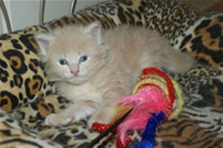 Maine Coon Dreamer (solgt) billede 3