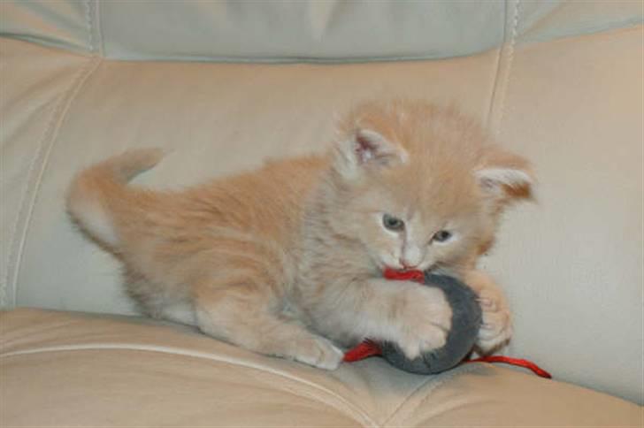 Maine Coon Dreamer (solgt) billede 4