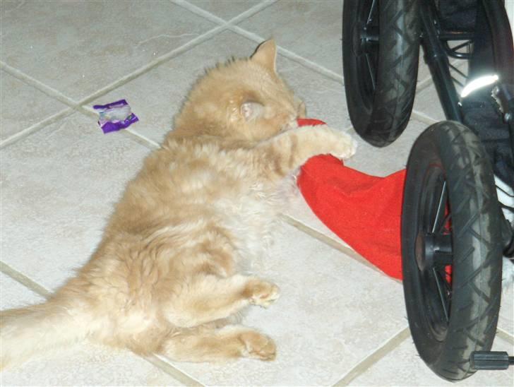 Maine Coon Dreamer (solgt) billede 5