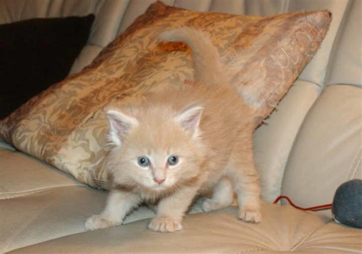 Maine Coon Dreamer (solgt) billede 6