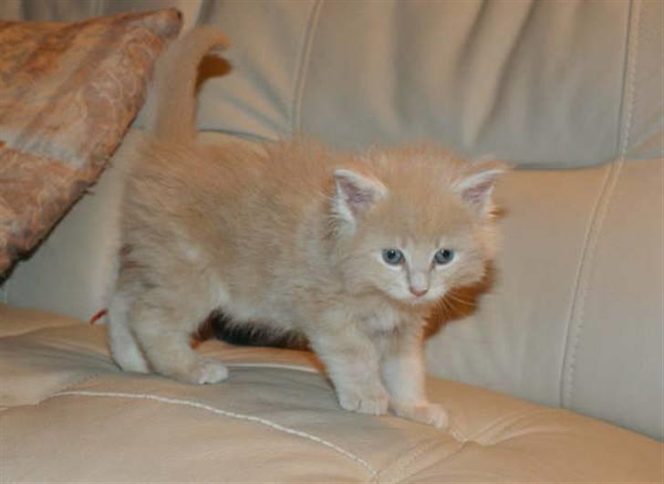 Maine Coon Dreamer (solgt) billede 7