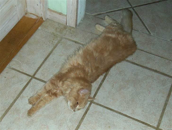 Maine Coon Dreamer (solgt) billede 8