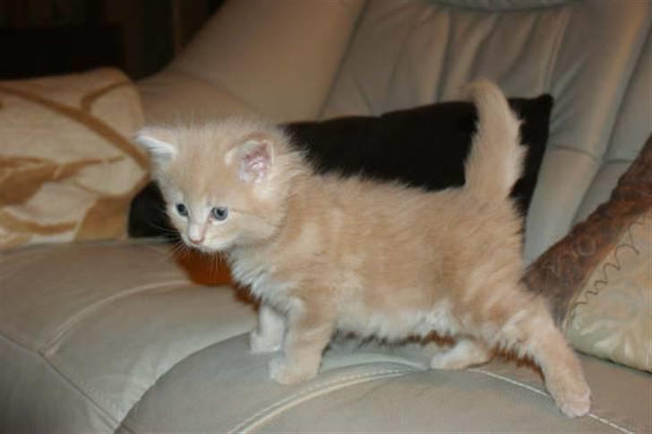 Maine Coon Dreamer (solgt) billede 9