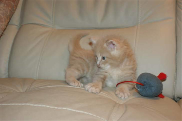 Maine Coon Dreamer (solgt) billede 10