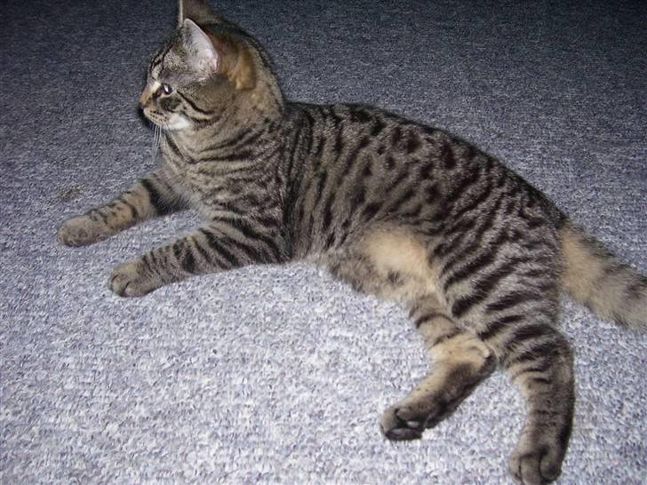 Blanding af racer Tvebakke II billede 12