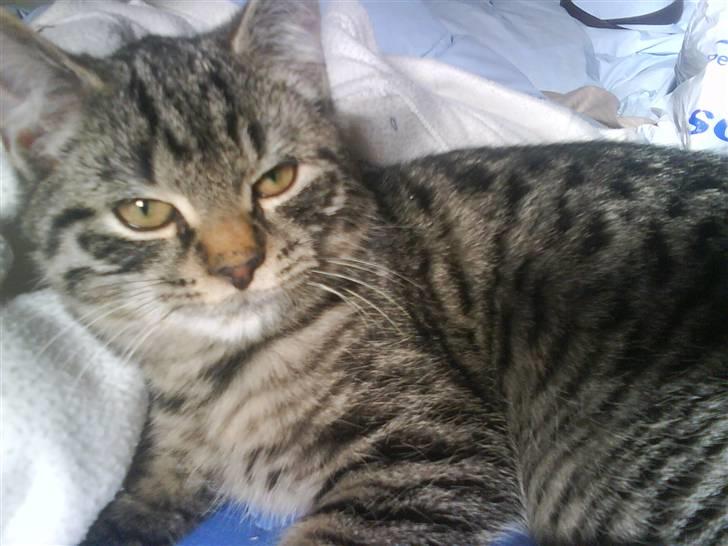 Blanding af racer Tvebakke II billede 13